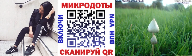 купить наркотики цена  Катайск  Галлюциногенные грибы Psilocybe 